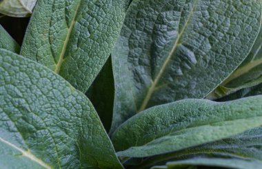                                  Bahçenin her yerinde büyük yapraklar var.