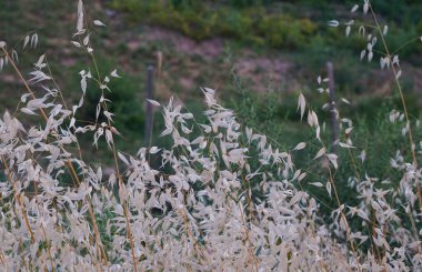                                Tarlada arpa kulakları sarıdır.