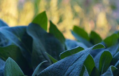                                   Bahçenin her yerinde büyük yapraklar var.