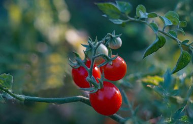                                   Karpuz yaprağındaki taze kavunlar henüz olgunlaşmadı.