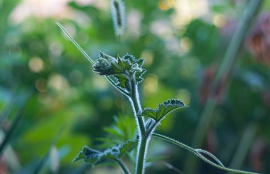                               Balkabağı tomurcukları büyüyor.