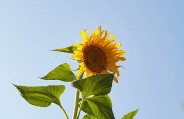                                 Bir tarlada büyüyen bir ayçiçeği   