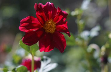                                Bahçede bir ateş çiçeği açıldı.