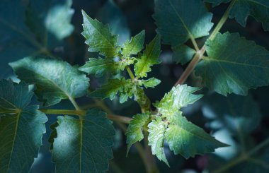                       Büyük yapraklı bitki tomurcukları büyüyor.         