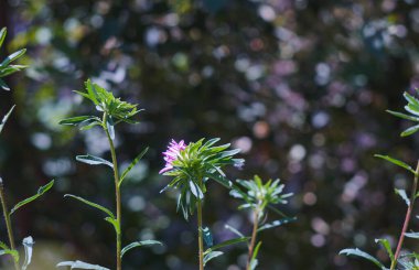                                Bahçede küçük çiçek tomurcukları