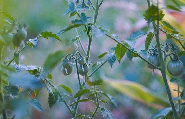                                      Tarlada sallanan küçük domatesler  