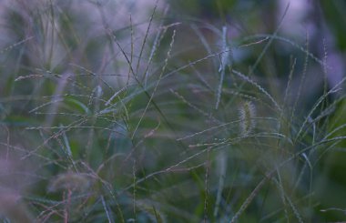                                Arpa sapı tarlada bükülmüş bke fotoğraf