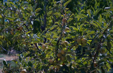                                Elma dalında birçok elma var.