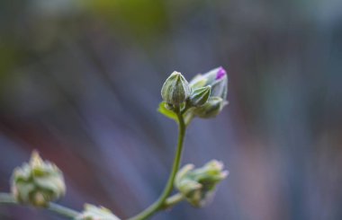                                Bahçede pembe çan çiçeği tomurcukları