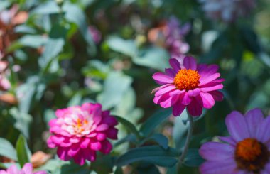                                Bahçede pembe çiçekler açıldı.