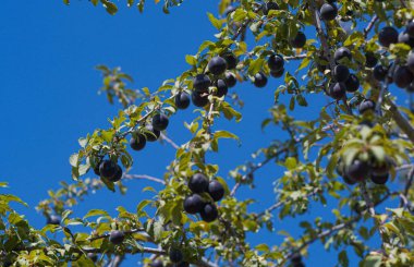                                Erikler dağ eriğinin dallarında görülebilir.