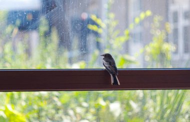                                Pencerenin arkasında sıkışmış bir kuş bir çıkış yolu arıyor.