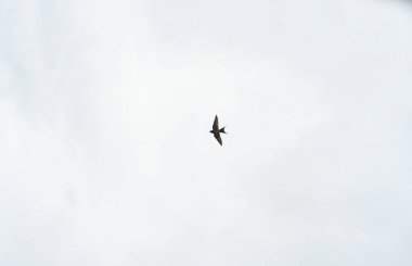 Bulutlu gökyüzünde bir kırlangıç uçtu