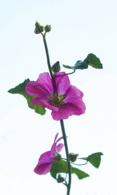                                Beyaz arka planda pembe bir çiçek açar.