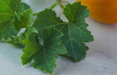                                Beyaz mermer üzerinde sarı balkabağı ve yaprak