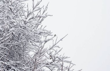                                İki serçe beyaz bir zemin üzerinde karlı bir ağaç dalında oturuyor.