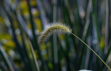                                        Tarladaki bir arpa kulağının Bokeh fotoğrafı