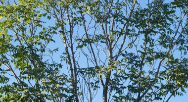                                Mavi gökyüzü ağaç dallarının arkasında görünür.