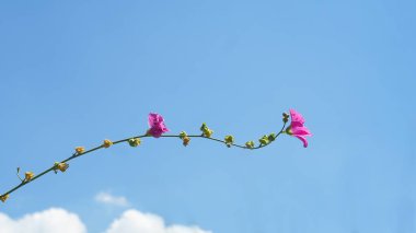                               Mavi gökyüzü pembemsi kahverengi çiçeğin arkasında görünür. 