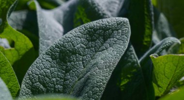                                Büyük yapraklı bir bitkinin yapraklarının yapısı.