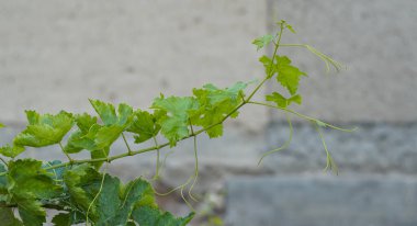                    Asma dalları ve yapraklar görünür.            