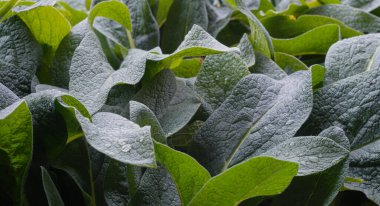                              Büyük bir yaprağın üzerinde yağmur üstüne su damlaları  