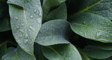                                Drops of water after rain on a large leaf clipart