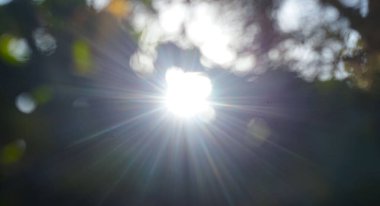                                Güneş yaprakların arasından parlıyor.