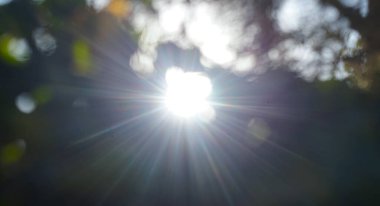                                Güneş yaprakların arasından parlıyor.