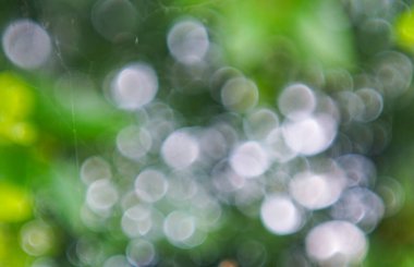                                Beyaz ve yeşil bokeh arkaplan, doğa bokeh fotoğrafçılık