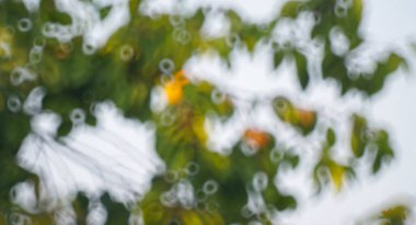                                Beyaz ve yeşil bokeh arkaplan, doğa bokeh fotoğrafçılık