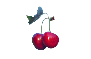 Beyaz arka planda kiraz dalında kırmızı bir meyve var.