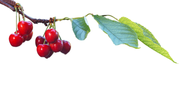 Beyaz arka planda kiraz dalında kırmızı bir meyve var.