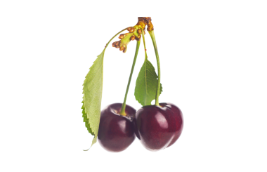 Beyaz arka planda kiraz dalında kırmızı bir meyve var.