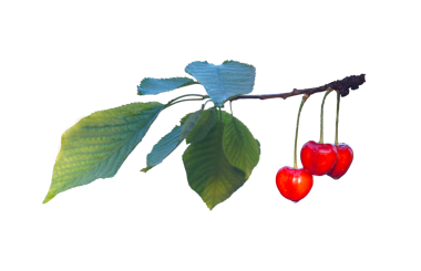 Beyaz arka planda kiraz dalında kırmızı bir meyve var.