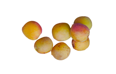 Sarı kayısılar beyaz arka plana saçılmış.