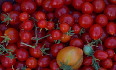                                Bahçeden yeni toplanmış küçük domateslerle dolu bir kase.