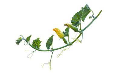 Kabak dalları ve yaprakları beyaz bir zemine yayılmış.