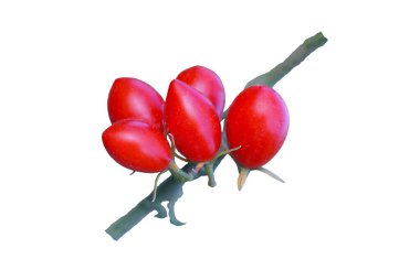 Beyaz arka planda yapraklarla sallanan küçük domatesler.