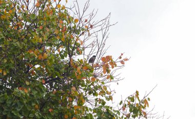                                                  Bir güvercin kayısı dalında oturuyor, uçmak istiyor..