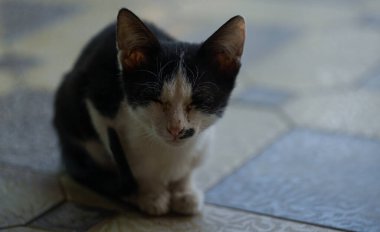                                Hasta kedi, gözleri kapalı, bir yerde hareketsiz oturuyordu..