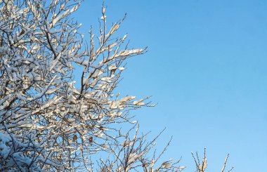                          Mavi gökyüzü ve karlı ağaç dallarına tünemiş kuşlar.      