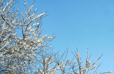                                Mavi gökyüzü ve karlı ağaç dallarına tünemiş kuşlar.