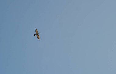                                Birçok güvercin gökyüzünde uçar.