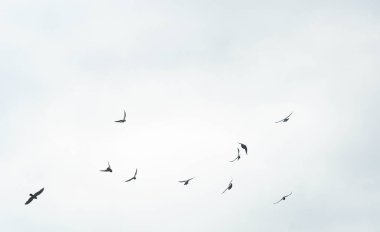                                             Birçok güvercin gökyüzünde uçar.