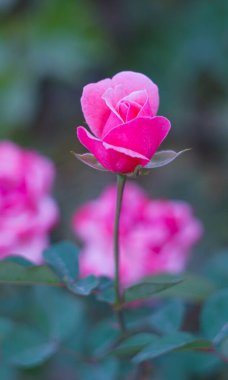                                Bahçenin ortasında pembe bir gül açıyor.