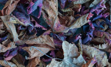                           Yerde, üzüm yaprakları sarardı ve kırmızıya döndü..     