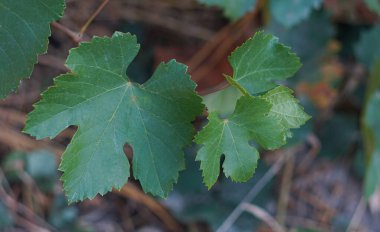                  The vine leaves in the garden are spread out in layers.               clipart