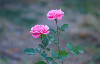                                Bahçede açan iki pembe çiçek