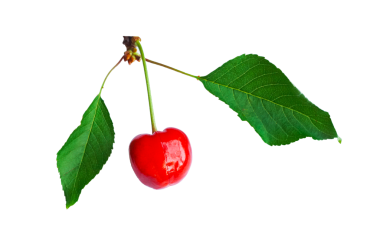 Beyaz arka planda tek bir kiraz yaprağı var.